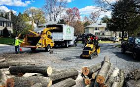 How Our Tree Care Process Works  in Caldwell, NJ